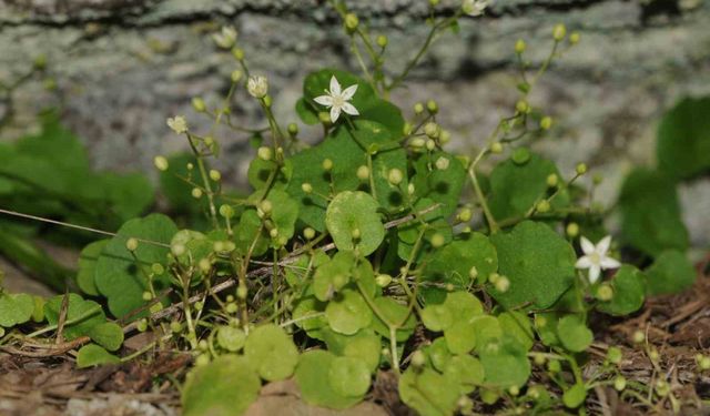 İzmir'de yeni bitki türü keşfedildi