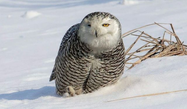 İzmirli doğa fotoğrafçısı Şimşek, Amerika'da kar baykuşunu fotoğraflamayı başardı