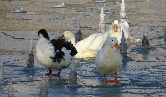 Konya'da soğuktan süs havuzları buz tuttu