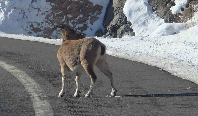 Koruma altındaki dağ keçileri Bayburt'un farklı noktalarında görüldü