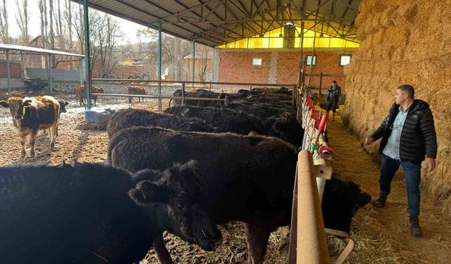 Kütahya'da teslim edilen büyükbaş hayvanların kontrol ve muayeneleri yapıldı