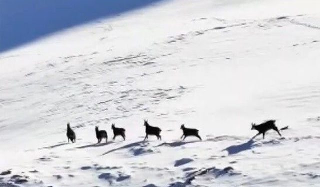 Munzur'un beyaz zirvesinde şamualar görüntülendi