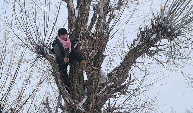 Muş'ta besicilerden alternatif yem yöntemi