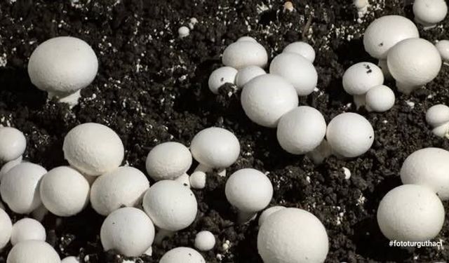 Öğrencilerin yetiştirdiği kültür mantarı hasadı yapıldı