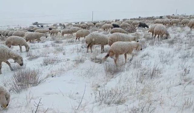 Sivas'ta koyunlar kar altında kaldı, çoban türküleriyle ile mest etti