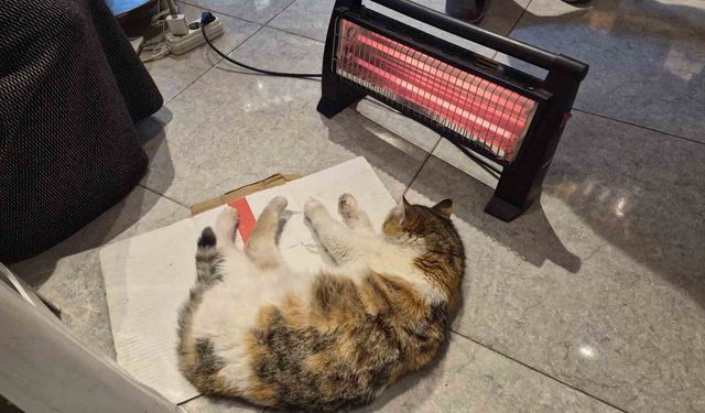 Soğuktan üşüyen kedi elektrikli ısıtıcının karşısında dinlendi