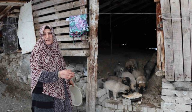 Sokak köpeği 10 yavru doğurdu, sahip çıkan kadın çaresiz kaldı