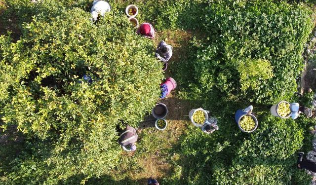 Tarım-ÜFE yıllık yüzde 36,01 arttı