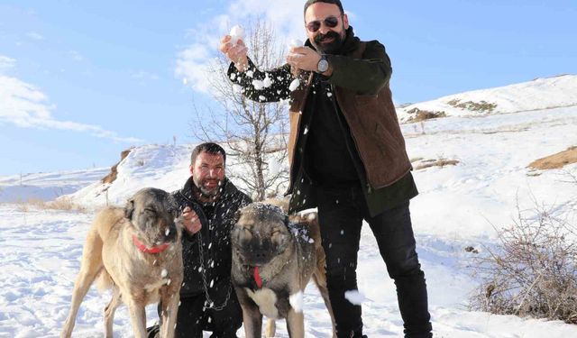 Sivas'ta kar yağdı, kangallar özüne döndü