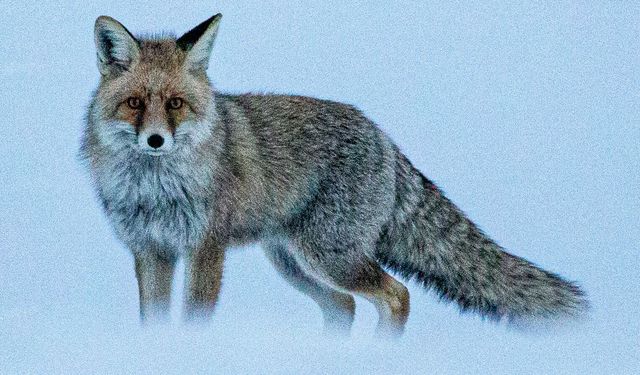 Erzurum'da karla kaplı arazide yiyecek arayan tilki görüntülendi