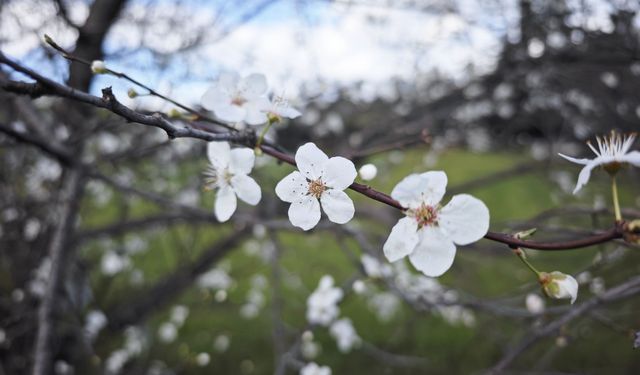 Samsun'da şubat ayında erik ağaçları çiçek açtı