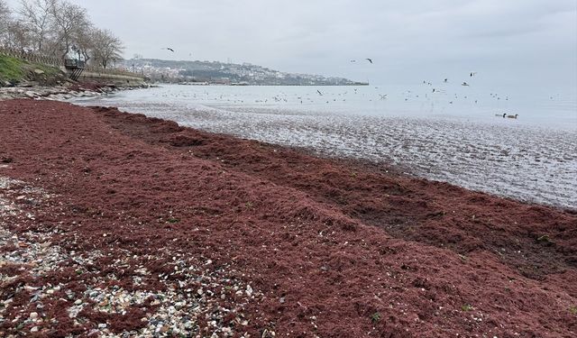 Tekirdağ'da poyraz nedeniyle sahilin bir kısmı kırmızı yosunla kaplandı