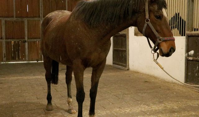 TMSF safkan İngiliz kısrağı ile tayını satışa çıkarıyor