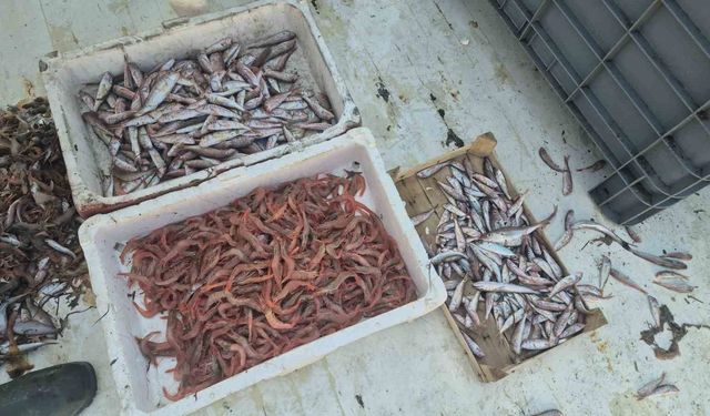 Balıkçılar karides, tekir ve istavritle limana döndü