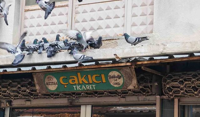 Balkonunu kuşlara sofra yaptı: Demircili esnaftan örnek davranış