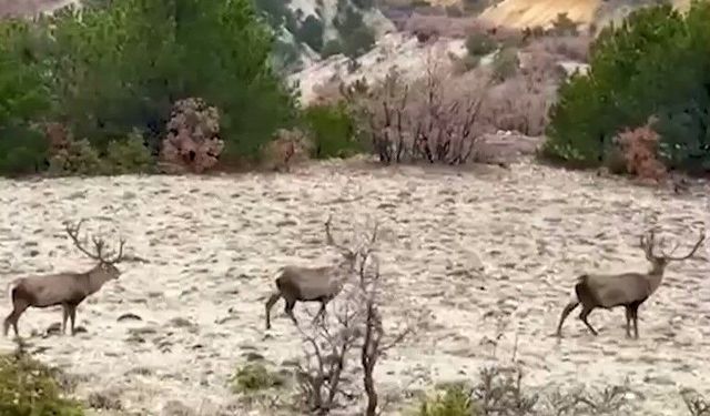 Bolu'da koruma altındaki kızıl geyikler görüntülendi
