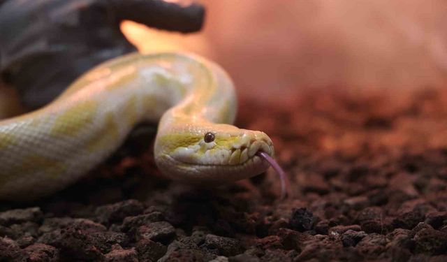 Denizli'de el konulan nesli tehlike altındaki piton Konya'da koruma altına alındı