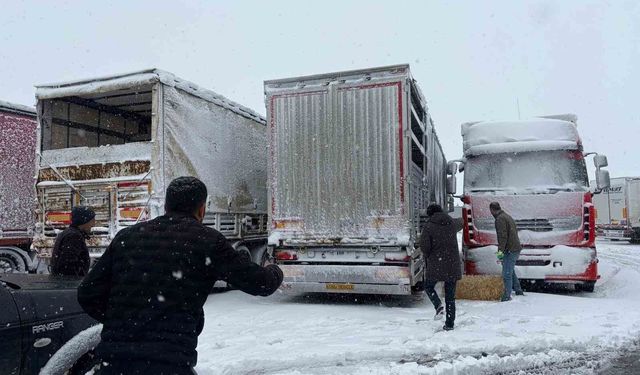 Erzincan'da yolda kalan 200 büyükbaş hayvana yem takviyesi