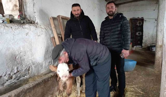 Hasta buzağıya evinde baktı