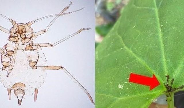 Kaz Dağları'nda yeni bir böcek türü keşfedildi