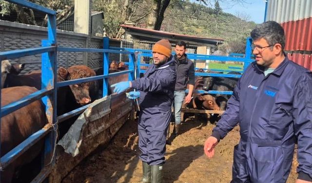 Menteşe'de ithal besilik hayvanların sağlık kontrolleri yapıldı