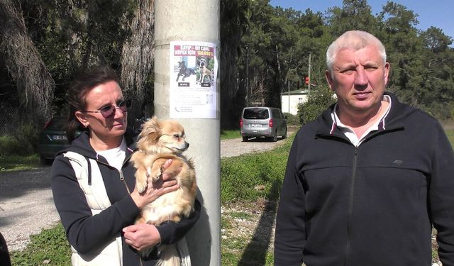 Rus sahipleri, kaybolan köpeklerini sokak sokak arıyor: Canlı bulana 100 bin, ölü bulana 10 bin ödül
