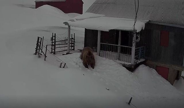 Sis Dağı'nın davetsiz misafiri: Koca ayı evleri mesken tuttu