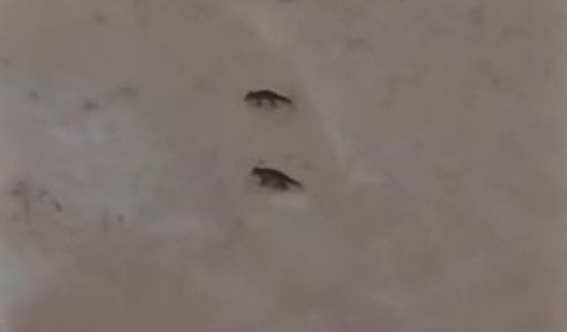 Son yılların en soğuk kışını yaşayan Sivas'ta yabani hayvanlar sık sık yerleşim bölgelerine iniyor