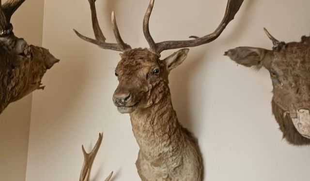 Tekirdağ'da yaban hayvanlarına ait 40 adet tahnit ve trofe ele geçirildi