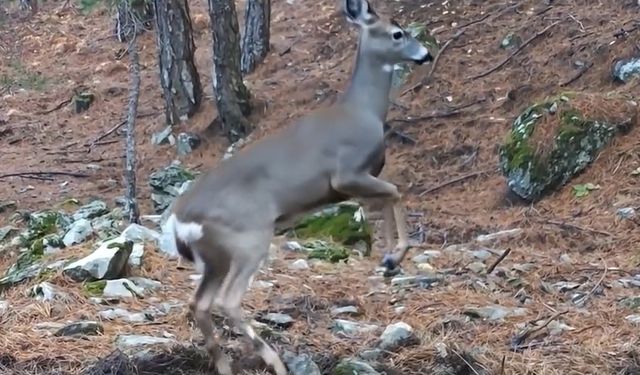 Uludağ'da fotokapana yakalanan karacanın sevimli halleri