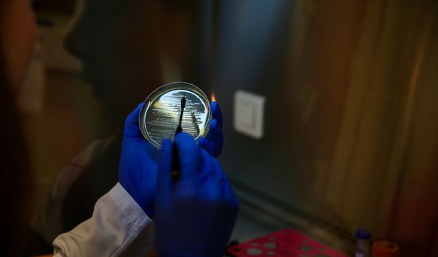 Bilim insanı, sivrisinekle mücadelede kullanılan bakteri proteinlerinin miktarını artıran yöntem geliştirdi