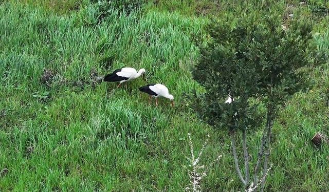 Göç yolundaki leylekler İstanbul'da millet bahçesinde mola verdi