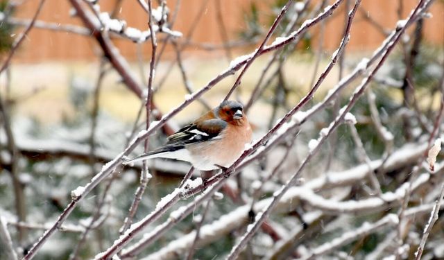 Kars ve Ardahan'da kar etkili oldu