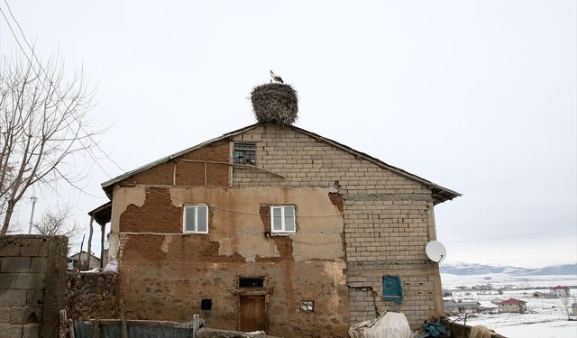 Köylülerin özel misafiri leylekler 44 yıldır aynı yuvaya konuyor