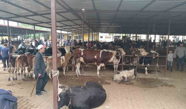 Aydın'da hayvan pazarlarında yeni dönem: 'Kurallar ve saatler belirlendi'