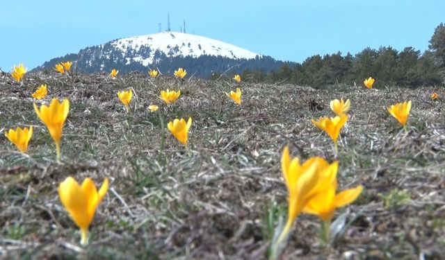 Baharın müjdecisi 'çiğdemler' çiçek açtı