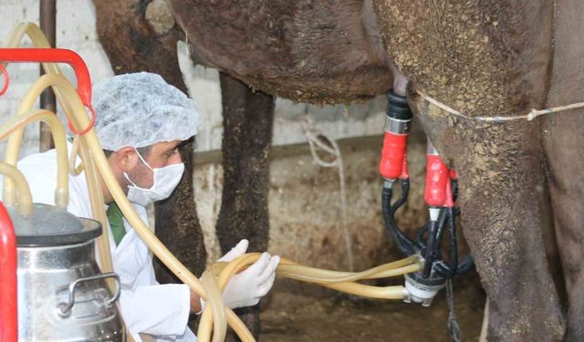 Deve sütü gıda teknolojisine giriyor