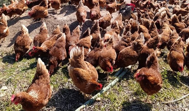 Ev kiraları şehirden kaçırdı, köyde 'gezen tavuk' çiftliği kurdu