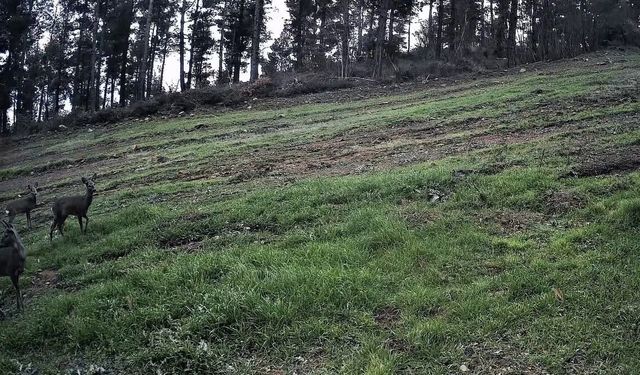 Ganos Dağları'nda karaca sürüsü fotokapana yansıdı
