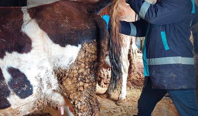 Hisarcık'ta şap hastalığı için büyükbaş hayvanlardan kan numunesi alındı