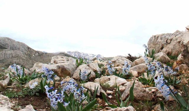 Kar altından çıkan kaya sümbülü görsel şölen sunuyor