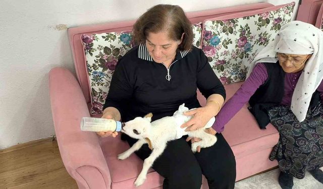 Öksüz kuzu 'Balım', Şenol ailesinin şefkatiyle hayata tutundu