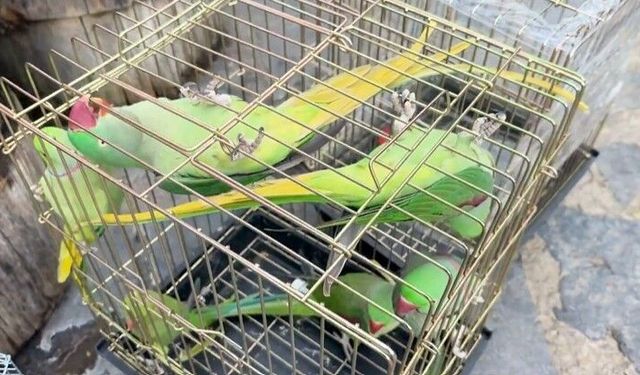 Petshop denetiminde 39 papağana el konuldu
