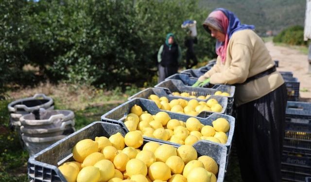 TÜİK'e göre limonda üretici fiyatları yıllık yüzde 410 yükseldi