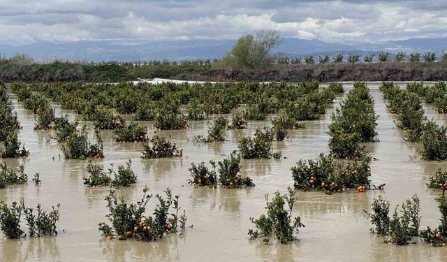 Yağışlar tarım arazilerini vurdu