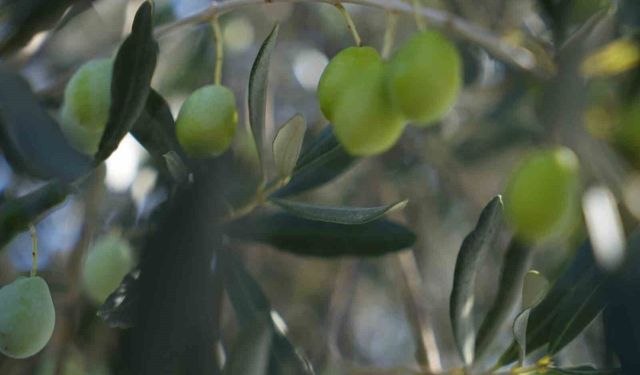 Zeytin halkalı leke hastalığına karşı üreticilere uyarı