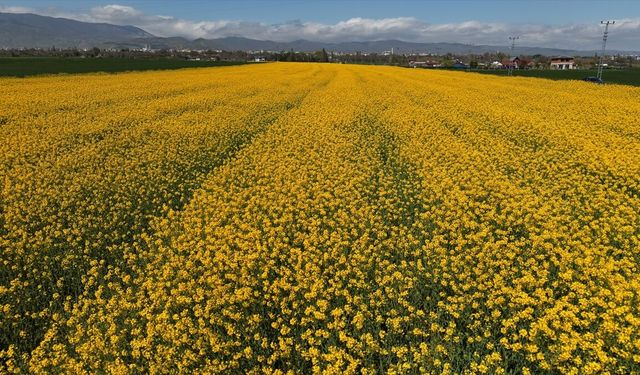 Amasya'da sarıya boyanan kanola tarlaları görsel şölen sunuyor