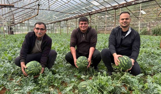 Antalya'da kış karpuzu hasadı için geri sayım başladı