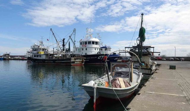 Balıkta bereketli sezon: 'Halk bu yıl balığa doydu'