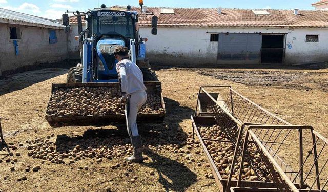 Besiciler hayvanlara patates yedirerek yemden tasarruf ediyor